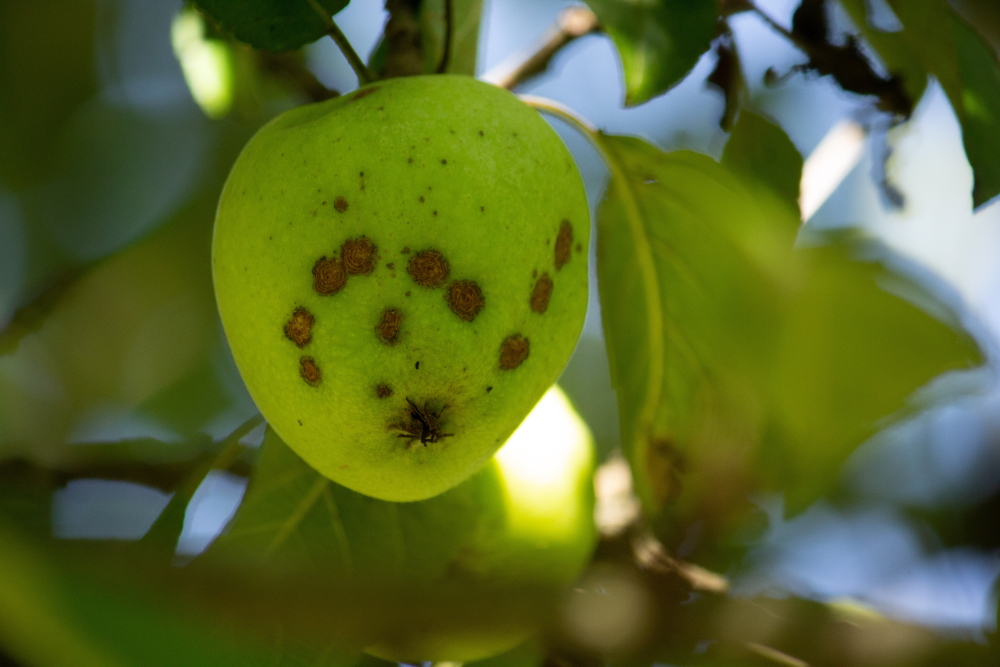 Ein Apfel mit sichtbaren Spuren von Schädlingen
